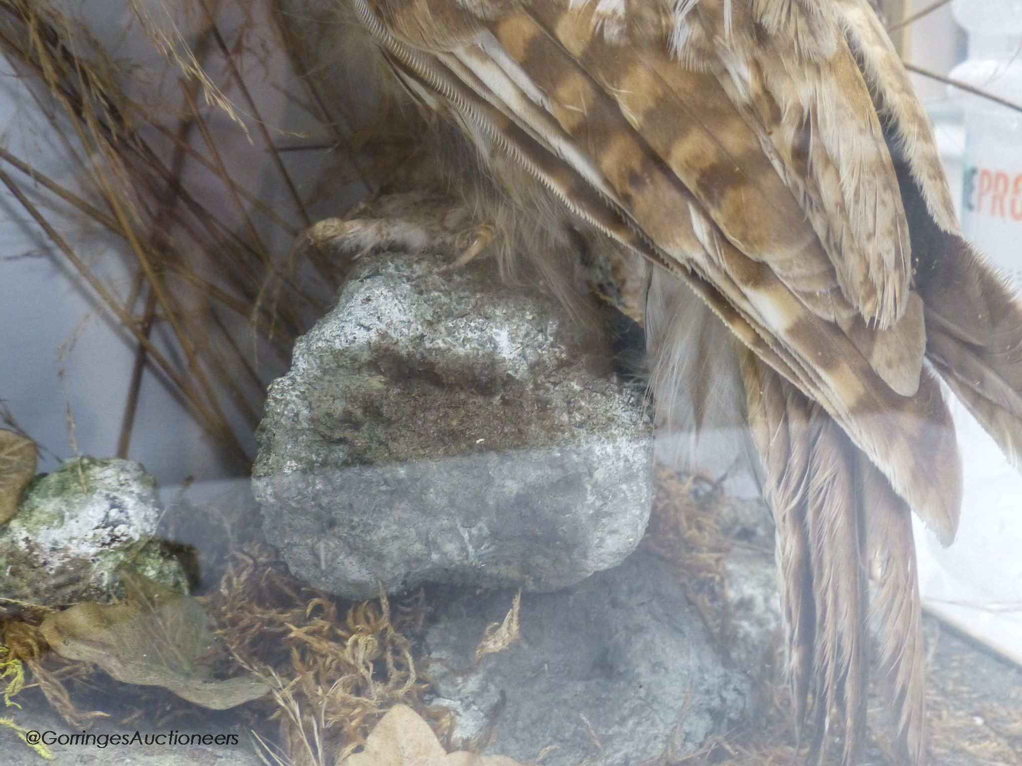 A pair of taxidermic tawny owls in glazed case, 46 x 52cm